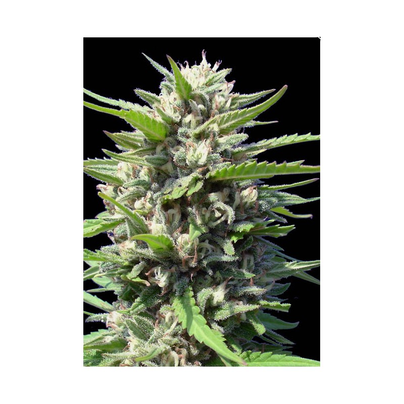 AUTO NORTHERN LIGHTS · Genehtik · semillas de marihuana · Auto Fem