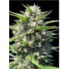 AUTO NORTHERN LIGHTS · Genehtik · semillas de marihuana · Auto Fem