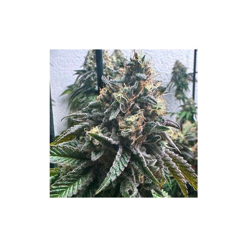 AUTO STRAWBILBO BANANA · Genehtik · semillas de marihuana · Auto Fem