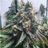 AUTO STRAWBILBO BANANA · Genehtik · semillas de marihuana · Auto Fem