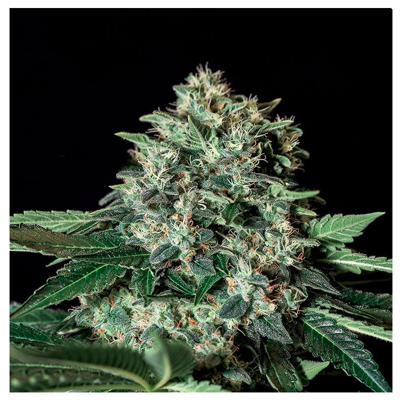 GORILA BILBO · Genehtik · semillas de marihuana · Fem