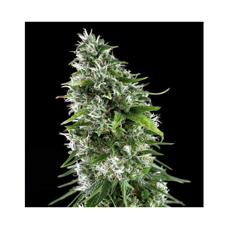 KRITIKAL BILBO x AK-47 · Genehtik · semillas de marihuana · Fem