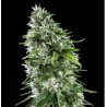 KRITIKAL BILBO x AK-47 · Genehtik · cannabis seeds · Fem