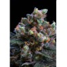 KRITIKAL BILBO · Genehtik · semillas de marihuana · Femi