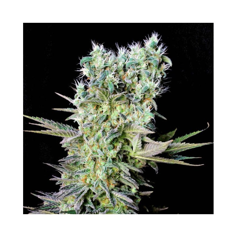 NORTHERN LIGHTS X · Genehtik · semillas de marihuana · Fem