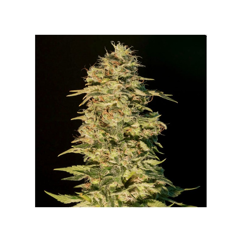 OG LEMON BILBO · Genehtik · semillas de marihuana · Fem