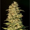 OG LEMON BILBO · Genehtik · semillas de marihuana · Fem