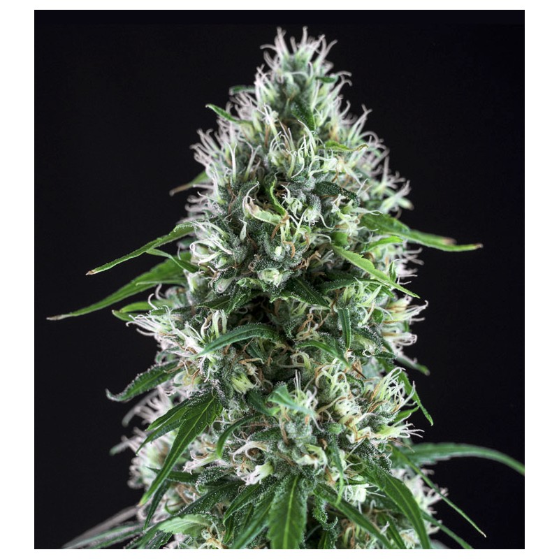 SUPER SILVER BILBO · Genehtik · cannabis seeds · Fem