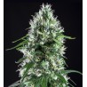 SUPER SILVER BILBO · Genehtik · semillas de marihuana · Fem
