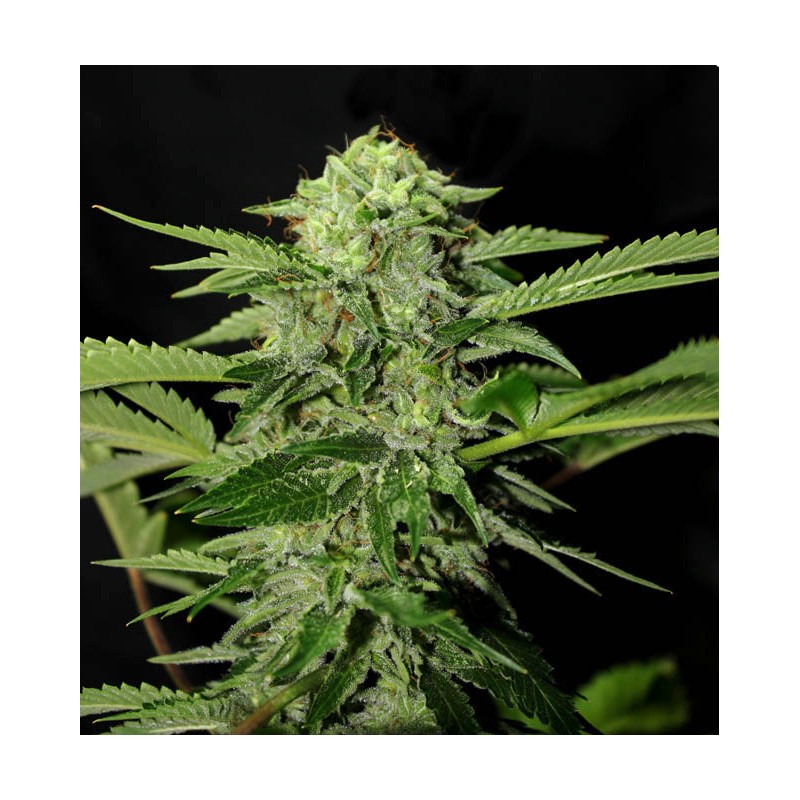 TXEES BILBO · Genehtik · semillas de marihuana · Fem