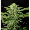 TXEES BILBO · Genehtik · semillas de marihuana · Fem