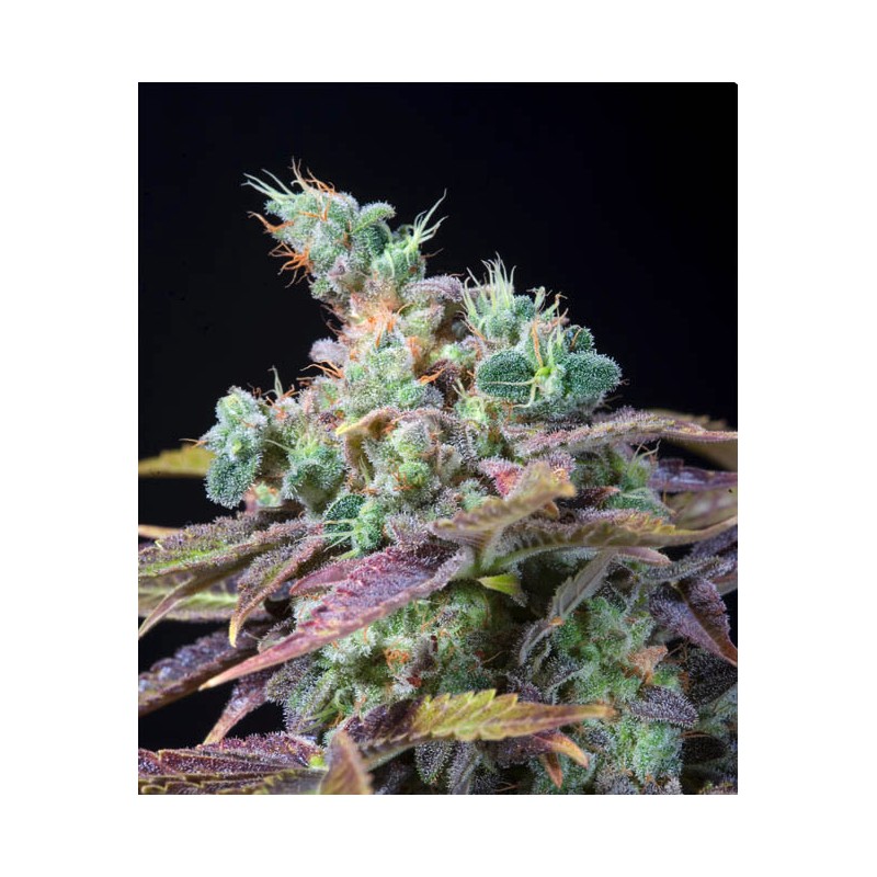 TXOMANGO · Genehtik · semillas de marihuana · Fem