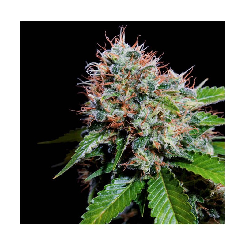 ZURI WIDOW · Genehtik · semillas de marihuana · Fem