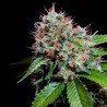 ZURI WIDOW · Genehtik · semillas de marihuana · Fem
