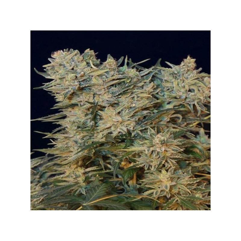 SUGAR GOM · Grass O Matic Seeds · semillas de marihuana · Auto Fem