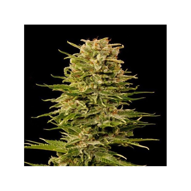 AUTO AK-47 · Grass O Matic Seeds · semillas de marihuana · Auto Fem