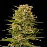 AUTO AK-47 · Grass O Matic Seeds · semillas de marihuana · Auto Fem