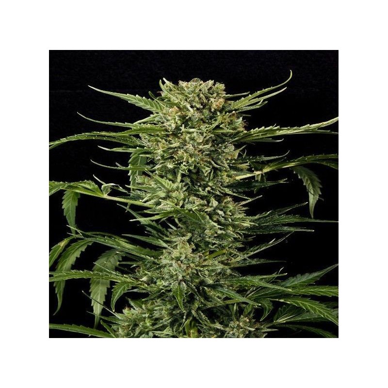 AUTO MASS · Grass O Matic Seeds · semillas de marihuana · Auto Fem