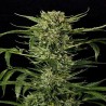 AUTO MASS · Grass O Matic Seeds · semillas de marihuana · Auto Fem