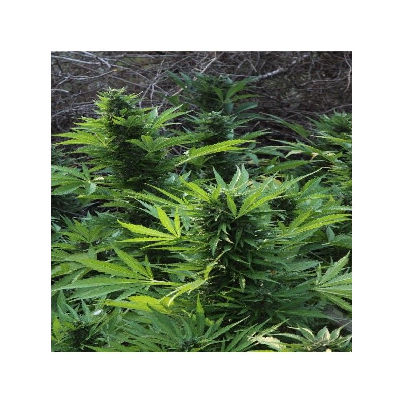 MAXI GOM AUTOMATIC · Grass O Matic Seeds · cannabis seeds · Auto Fem