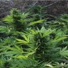 MAXI GOM AUTOMATIC · Grass O Matic Seeds · semillas de marihuana · Auto Fem