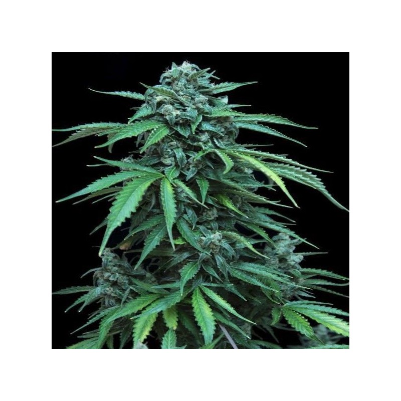 MAXI HAZE · Grass O Matic Seeds · semillas de marihuana · Auto Fem
