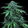 MAXI HAZE · Grass O Matic Seeds · semillas de marihuana · Auto Fem