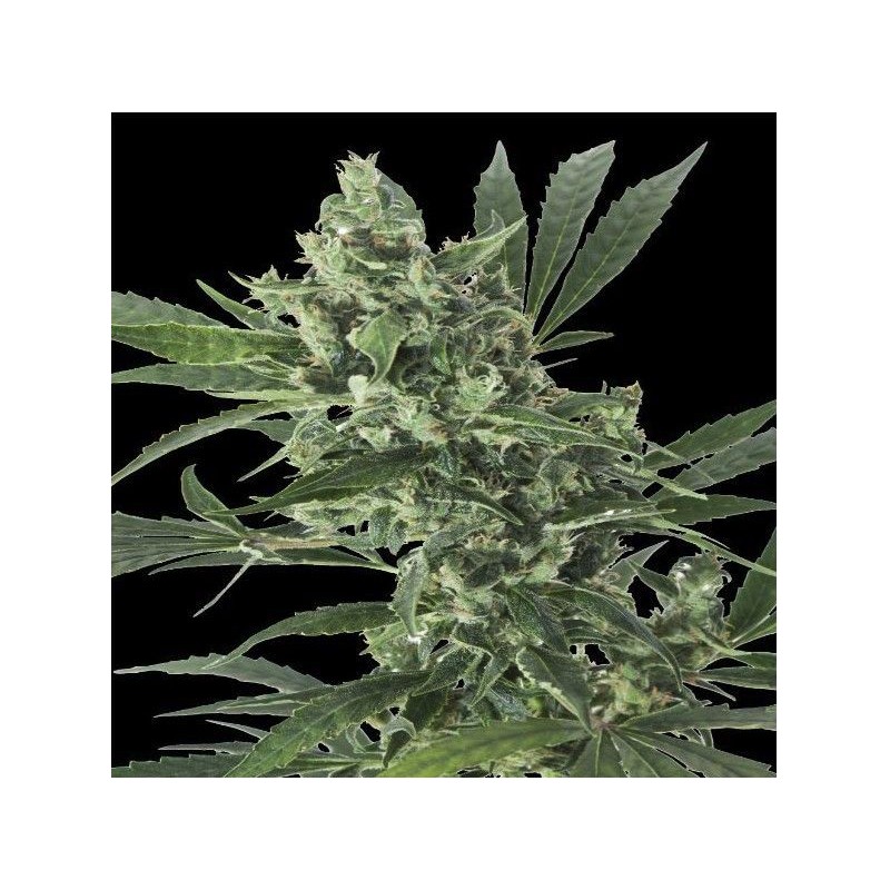 MED GOM 1.0 AUTO · Grass O Matic Seeds · semillas de marihuana · Auto Fem