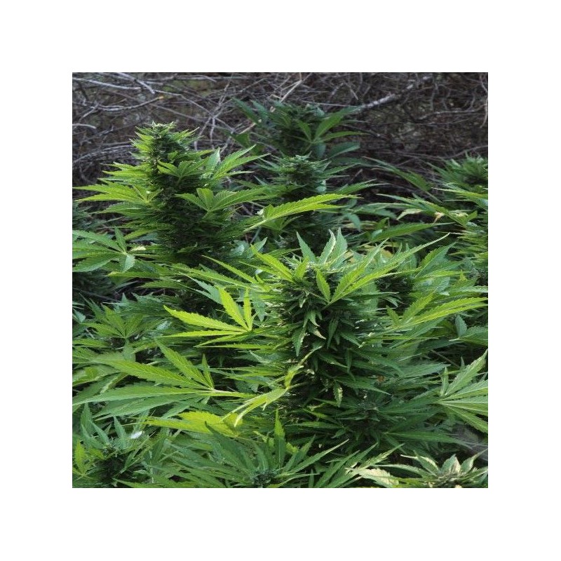 MIX GOM · Grass O Matic Seeds · cannabis seeds · Auto Fem