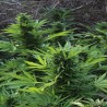MIX GOM · Grass O Matic Seeds · semillas de marihuana · Auto Fem