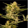 AUTO HAZE GOM · Grass O Matic Seeds · semillas de marihuana · Auto Fem