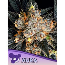 AURA · Anesia Seeds · semillas de marihuana · Fem