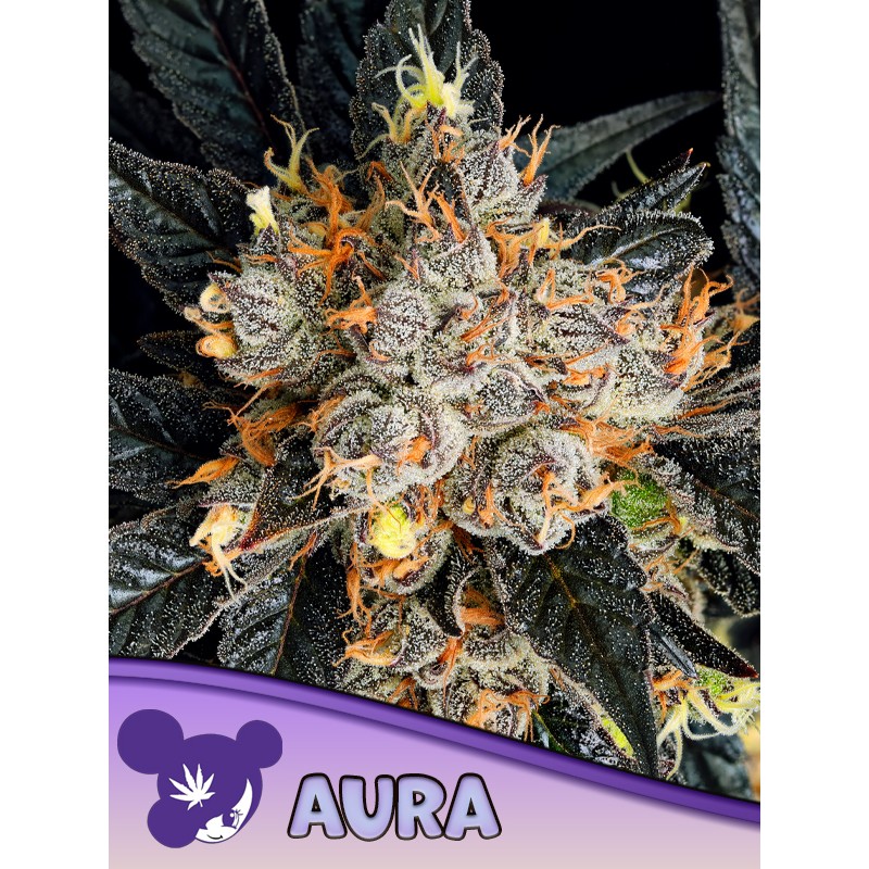 AURA · Anesia Seeds · semi di canapa · Fem