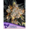 AURA · Anesia Seeds · cannabis seeds · Fem