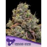 CHAOS CAKE · Anesia Seeds · cannabis seeds · Fem