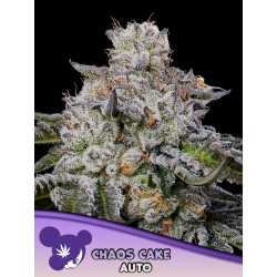 CHAOS CAKE AUTO · Anesia Seeds · semillas de marihuana · Auto Fem