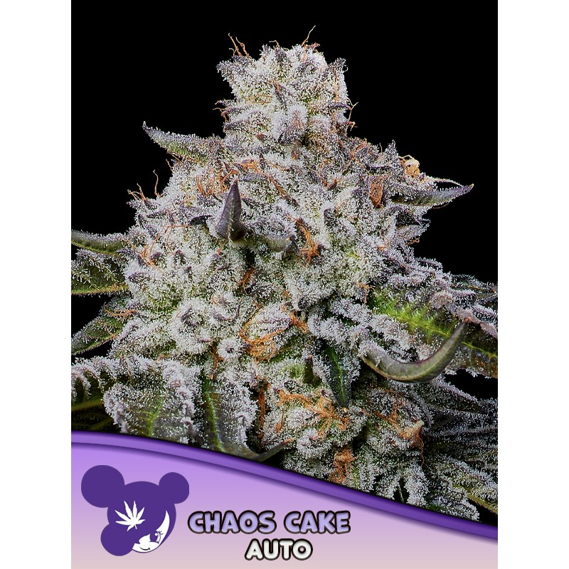 CHAOS CAKE AUTO · Anesia Seeds · semi di canapa · Auto Fem