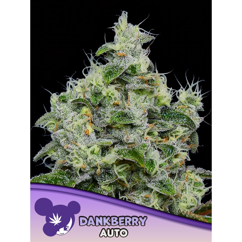 DANKBERRY AUTO · Anesia Seeds · semillas de marihuana · Auto Fem