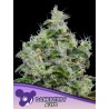DANKBERRY AUTO · Anesia Seeds · semillas de marihuana · Auto Fem