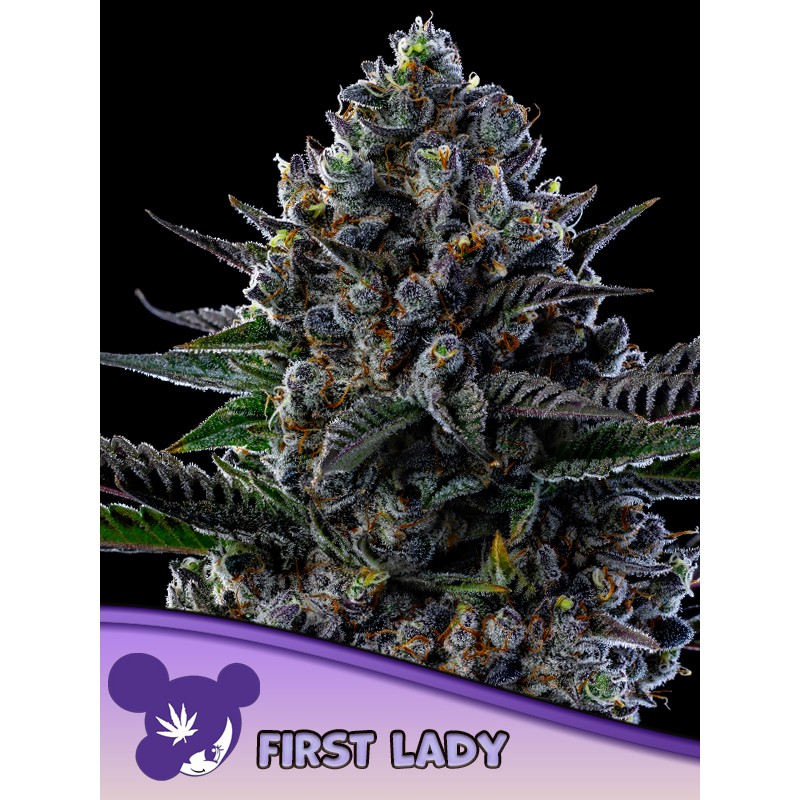 FIRST LADY · Anesia Seeds · semi di canapa · Fem