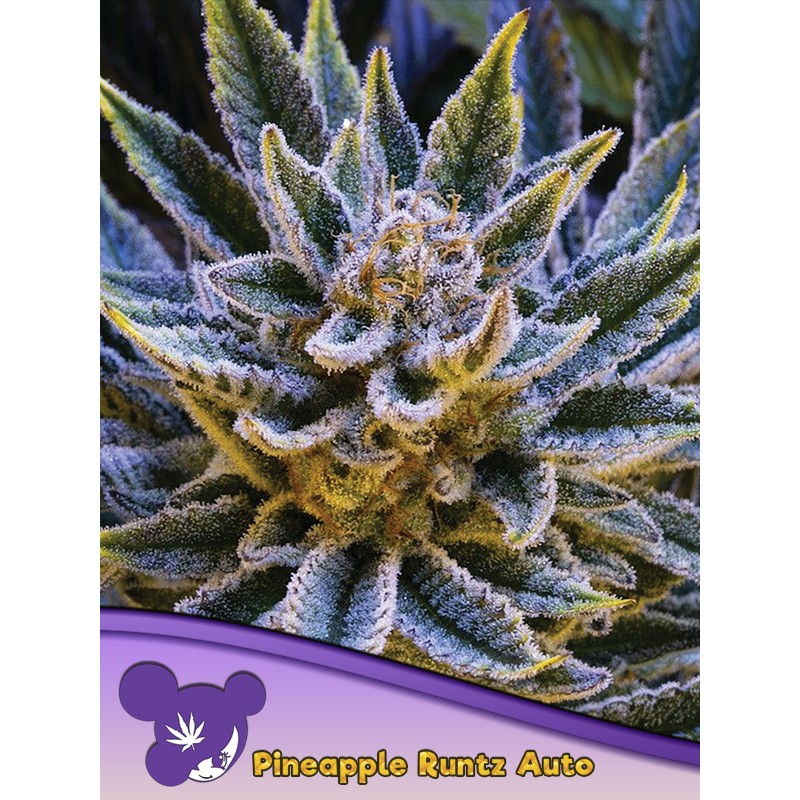 PINEAPPLE RUNTZ AUTO · Anesia Seeds · cannabis seeds · Auto Fem
