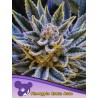 PINEAPPLE RUNTZ AUTO · Anesia Seeds · semi di canapa · Auto Fem