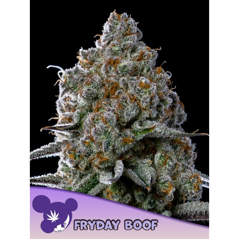 FRYDAY BOOF · Anesia Seeds · semi di canapa · Fem
