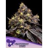 GLOWBERRY RUSH · Anesia Seeds · cannabis seeds · Fem
