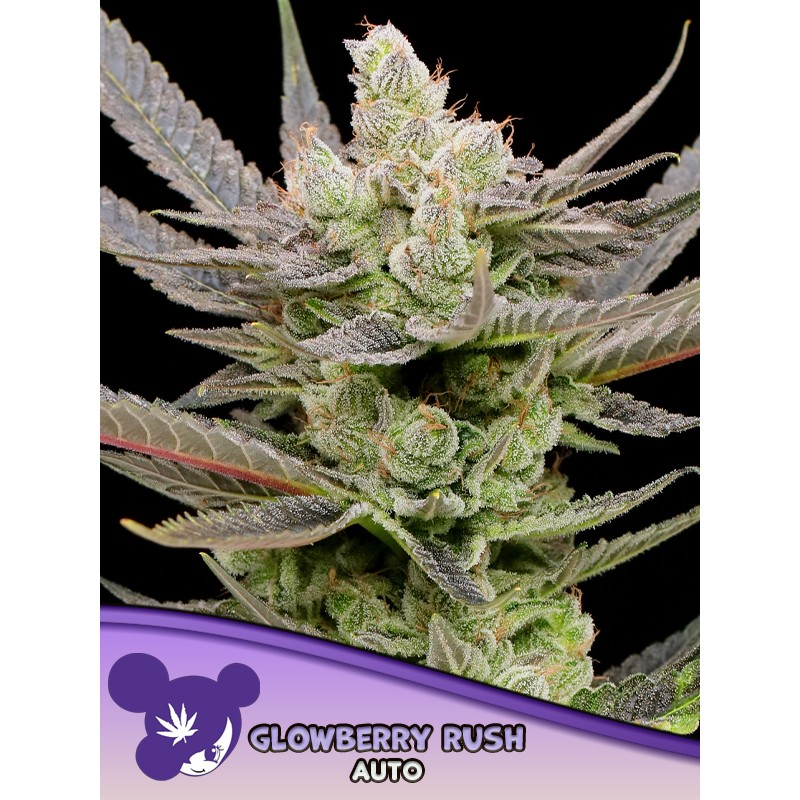 GLOWBERRY RUSH AUTO · Anesia Seeds · cannabis seeds · Auto Fem