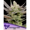 GLOWBERRY RUSH AUTO · Anesia Seeds · semillas de marihuana · Auto Fem