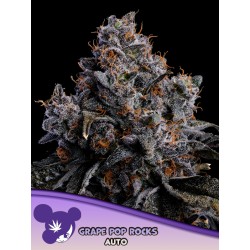 GRAPE POP ROCKS AUTO · Anesia Seeds · semi di canapa · Auto Fem