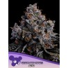 GRAPE POP ROCKS AUTO · Anesia Seeds · semillas de marihuana · Auto Fem