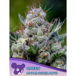 GREEN APPLE JUICE AUTO · Anesia Seeds · semillas de marihuana · Auto Fem