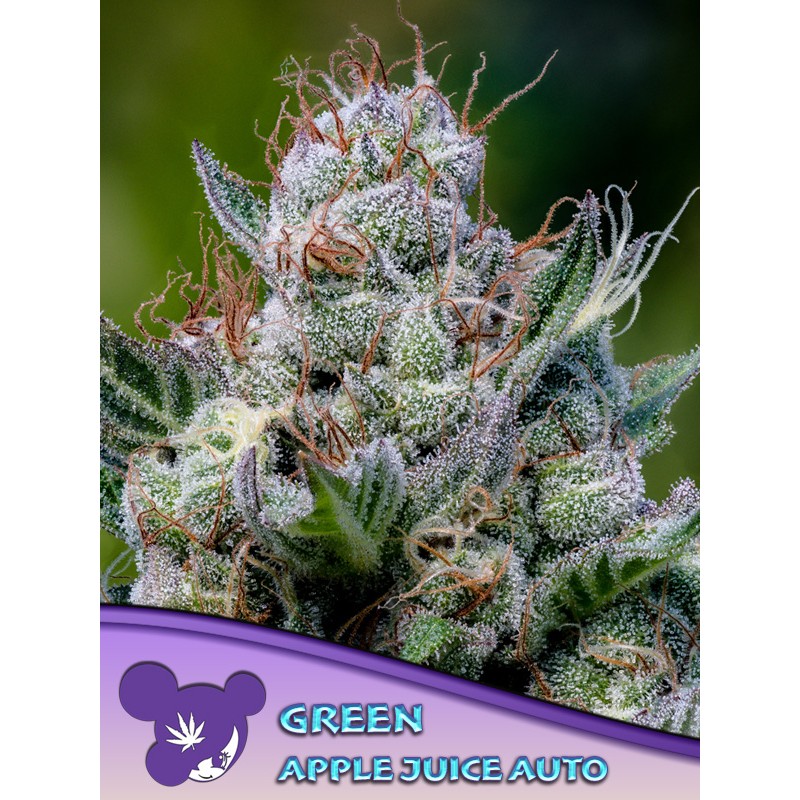 GREEN APPLE JUICE AUTO · Anesia Seeds · semi di canapa · Auto Fem